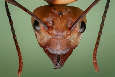 Ant Head .